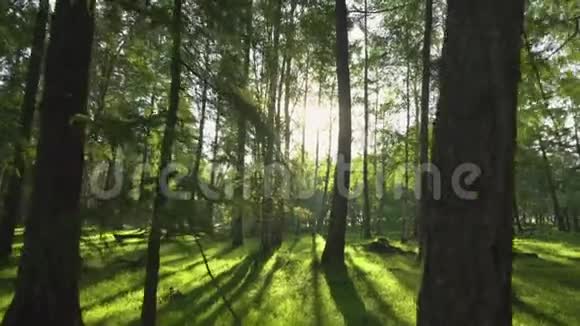 在野生森林里的阳光之夜摄像机的移动4K视频的预览图