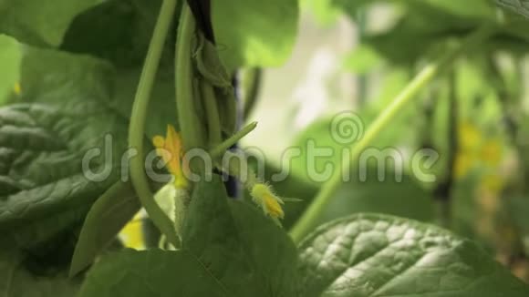 在花园的树枝上展开黄瓜在温室里种黄瓜挂在树枝上的小黄瓜视频的预览图