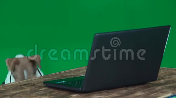 带眼镜的狐狸猎犬带着笔记本电脑绿色屏幕视频的预览图