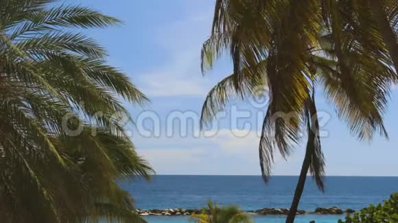 海岸线上绿椰子棕榈树令人惊叹的天空白云和无尽的天际线库拉索岛美丽的自然景观视频的预览图