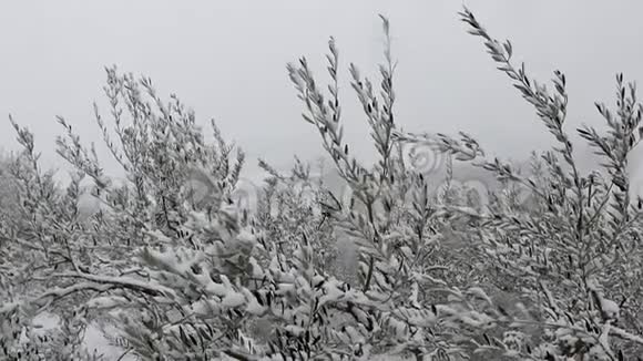 冬季覆盖在雪中的橄榄树枝的缓慢运动视频的预览图