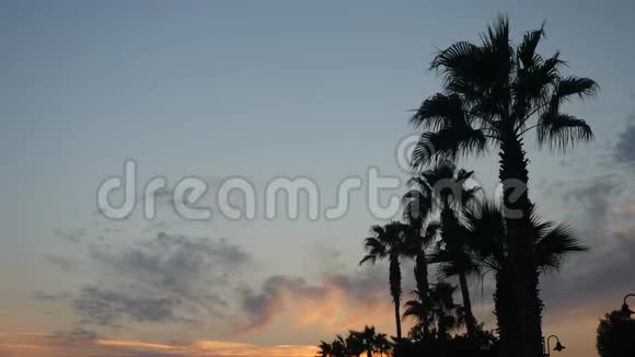 日落时棕榈树顶部的美丽景色风吹着清澈的背景上的棕榈叶视频的预览图