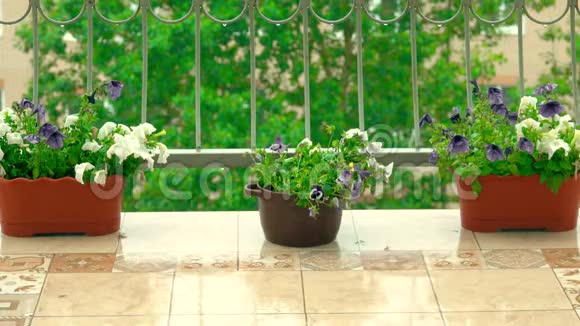 夏雨中露天露台上的盆花视频的预览图