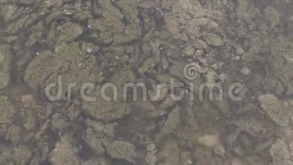 水面下的老绿藻在波浪上摆动视频的预览图