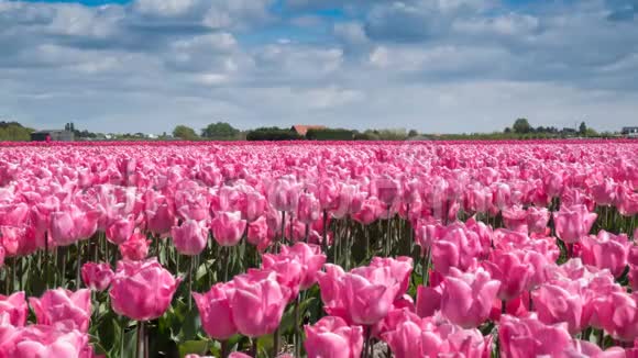 时间流逝荷兰阿姆斯特丹附近基肯霍夫地区的粉红色郁金香特写镜头4k视频的预览图