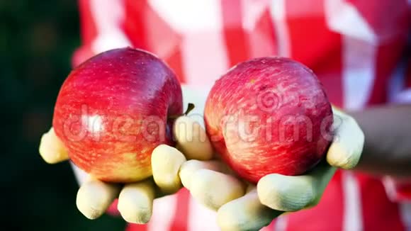 特写新摘的红苹果在阳光的照耀下农夫双手戴着手套捧着两个成熟的红苹果视频的预览图