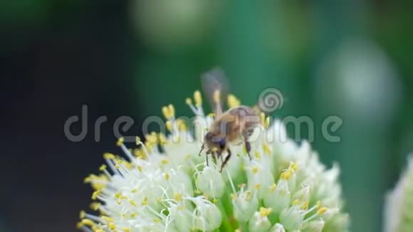 一只蜜蜂收集花蜜花粉春天阳光明媚视频的预览图