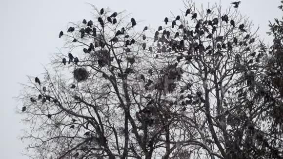 在降雪期间一群乌鸦坐在树上视频的预览图