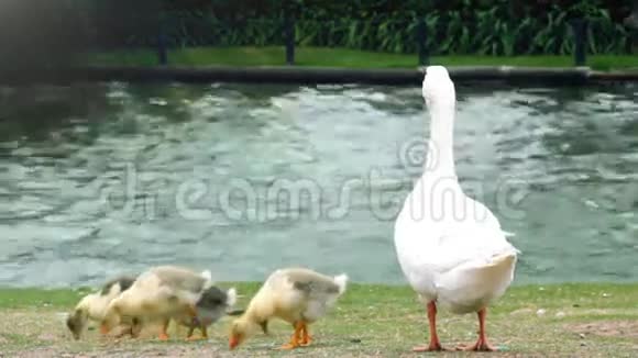 湖上鸭子的家庭视频的预览图