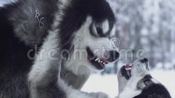 在嬉戏的斗争过程中一个西伯利亚哈士奇在冬季雪林的背景下战胜了另一个狗狗视频的预览图