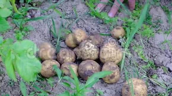 菜园里的小有机土豆视频的预览图