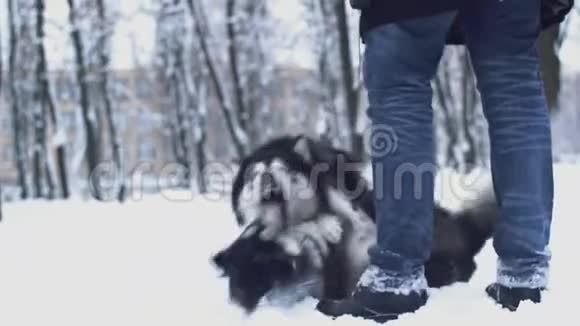 两只顽皮的西伯利亚哈士奇互相咬着在冬天和他们的主人一起在公园里散步狗狗视频的预览图