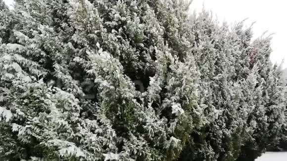 潘拍美丽的松树在冬天被雪覆盖慢动作视频的预览图