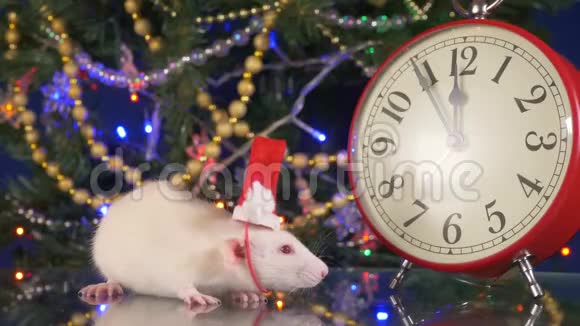 戴着圣诞帽的小白鼠靠近圣诞树背景上的时钟5分钟河鼠新视频的预览图