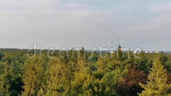 在荷兰颇受欢迎的荷兰小镇阿佩尔杜恩市的森林天际线视频的预览图