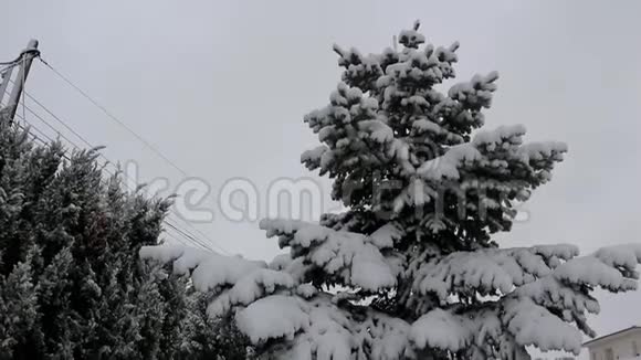 冬天被大雪覆盖的冷杉树倾斜下来慢动作视频的预览图