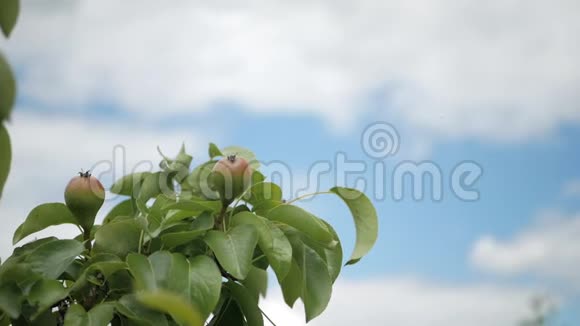 树枝上挂着成熟的梨子天空上挂着云视频的预览图