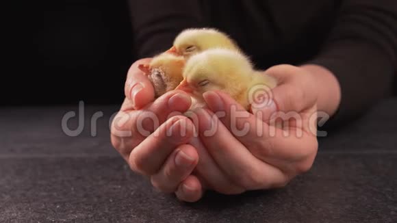 女人手里拿着熟睡的新生鸡视频的预览图