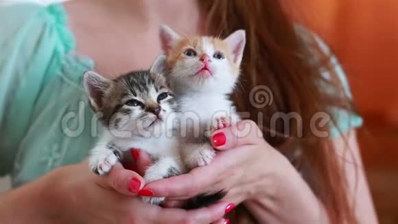 在女人手里合上两只可爱小猫视频的预览图