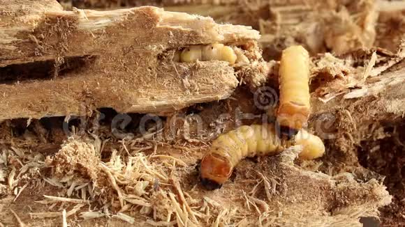 甲虫是一种带树的害虫烤虫作为食物吃油炸昆虫是好的汤视频的预览图