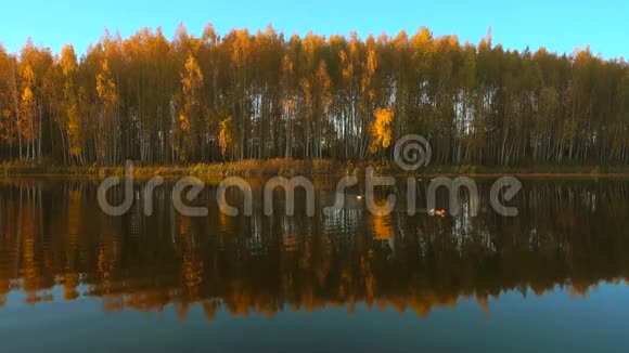 日出森林湖鸭子在水中游泳视频的预览图