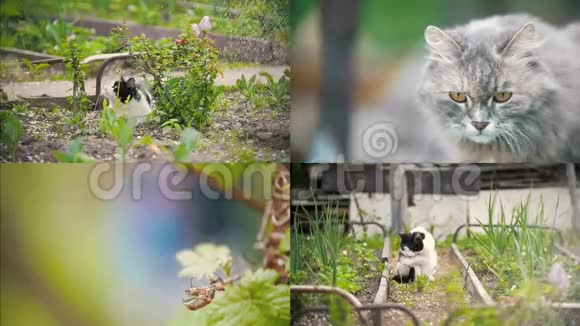 一只猫舔爪子坐在花园里晴天视频的预览图