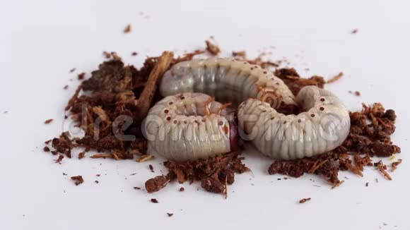 虫或椰子犀牛甲虫或犀是一种带树的危险害虫甲虫作为食物吃视频的预览图