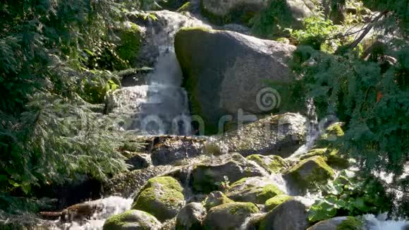 小瀑布与苔藓岩和针叶树的特写视频的预览图