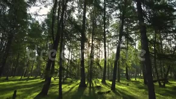 阳光明媚的夜晚在一片野生森林里摄像机的移动4K视频的预览图