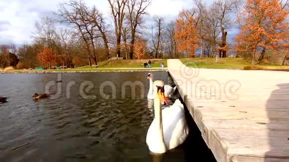 白天鹅在布拉格的斯特罗莫夫卡公园的池塘里游泳视频的预览图