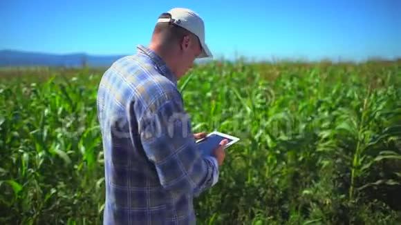 男性农民使用数字平板电脑玉米田间技术有机玉米植株质量检测视频的预览图