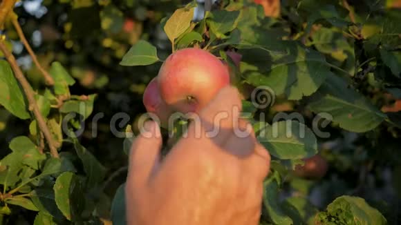 老农的手把树上成熟的苹果收起来慢动作视频的预览图