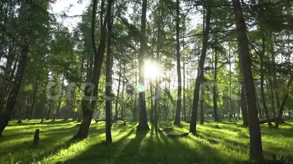 阳光明媚的夜晚在一片野生森林里摄像机的移动4K视频的预览图