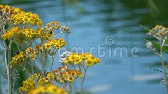 大自然中的黄花和湖水视频的预览图
