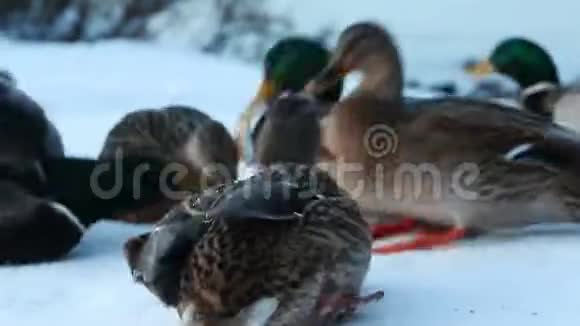 马拉德冬天在城市公园的雪地里鸭子家禽饲养视频的预览图