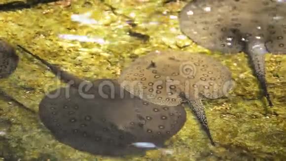 奥塞尔特河黄貂鱼视频的预览图