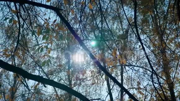 秋天树梢的全景阳光透过树叶照耀视频的预览图