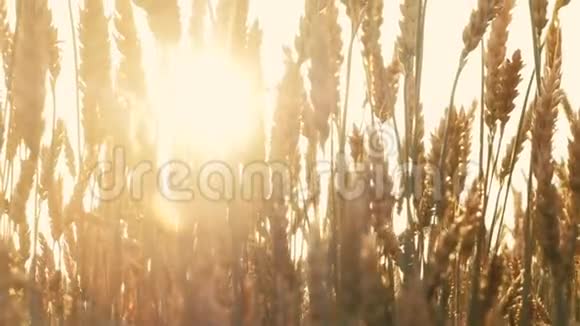 美丽的自然阳光下的茎黑麦移动的耀斑视频的预览图
