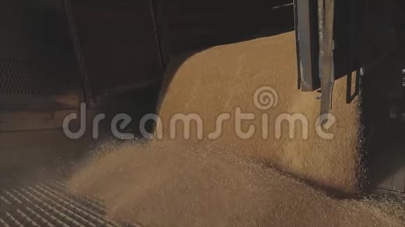 把小麦装入筒仓大量小麦从卡车卸到仓库视频的预览图