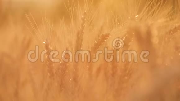金粮准备在农场里收割麦田黄色小麦的耳朵贴着丰收概念视频的预览图