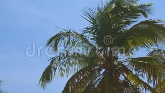 海岸线上绿椰子棕榈树令人惊叹的天空白云和无尽的天际线库拉索岛视频的预览图