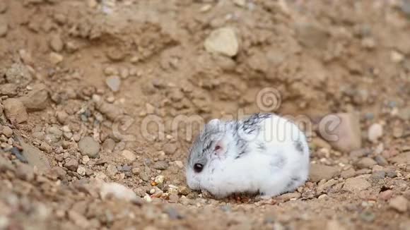 德良仓鼠霍多普斯桑格鲁斯在黄沙上寻找食物视频的预览图