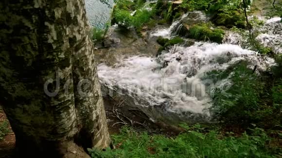 慢动作的大树附近的瀑布视频的预览图