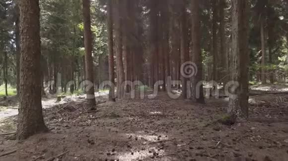 野林下绿苔在树之间移动视频的预览图