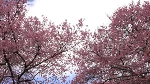 樱花在蓝天和云彩上绽放视频的预览图