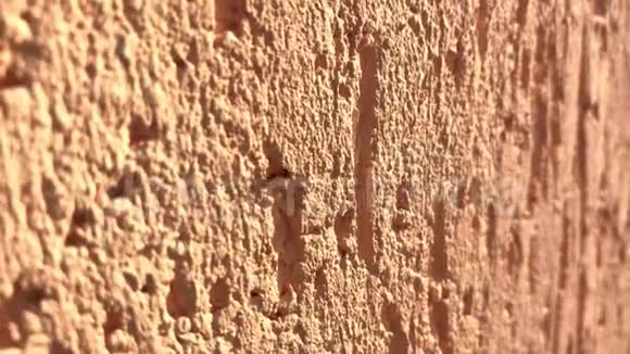 一只蚂蚁沿着明亮的彩色墙壁爬行的特写镜头视频的预览图