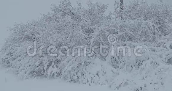 雪下的树枝视频的预览图