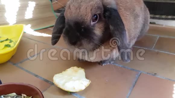 兔子吃苹果视频的预览图