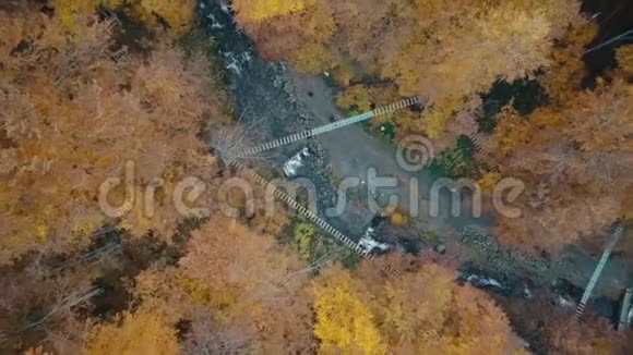 山河流经秋黄落叶林视频的预览图