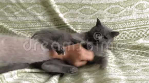 灰猫从人的手中带着绿色的眼睛俄罗斯蓝视频的预览图